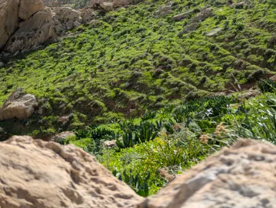 🌵 המדבר לבש ירוק | מנחל מכוך לוואדי סונייסיל 🌿