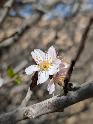 🌳 אל סודו של שקד הרמון: היחיד מסוגו בעולם!🌸