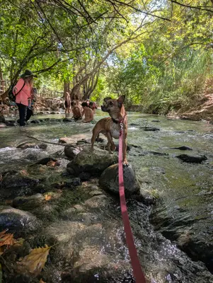 💧 הולכים במים בנחל שניר! 🌊