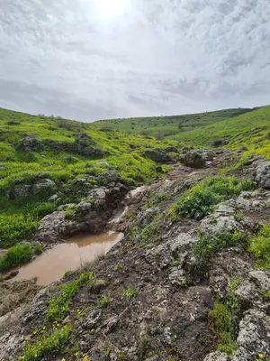 🌳 לשחות בירוק | בין התבור לדנה 🏞️